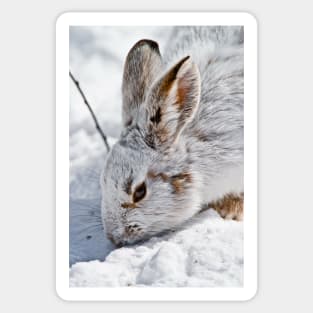 Snow Shoe Hare Sticker
